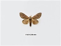 藏品(胯舟蛾屬)的圖片